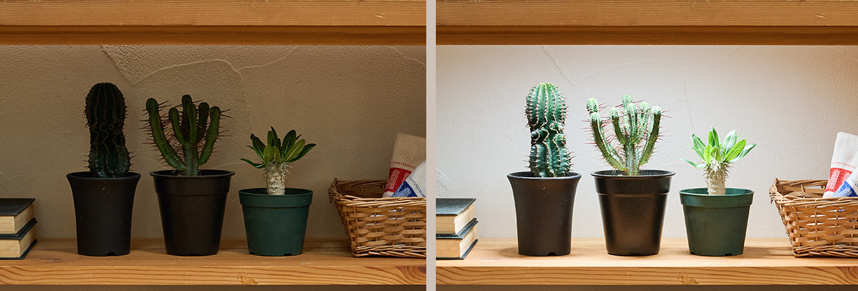 Case-Plant-Terasu_2