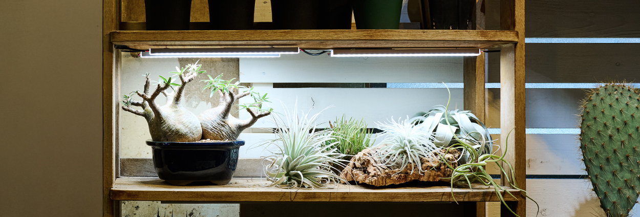 Case-Plant-Terasu_4